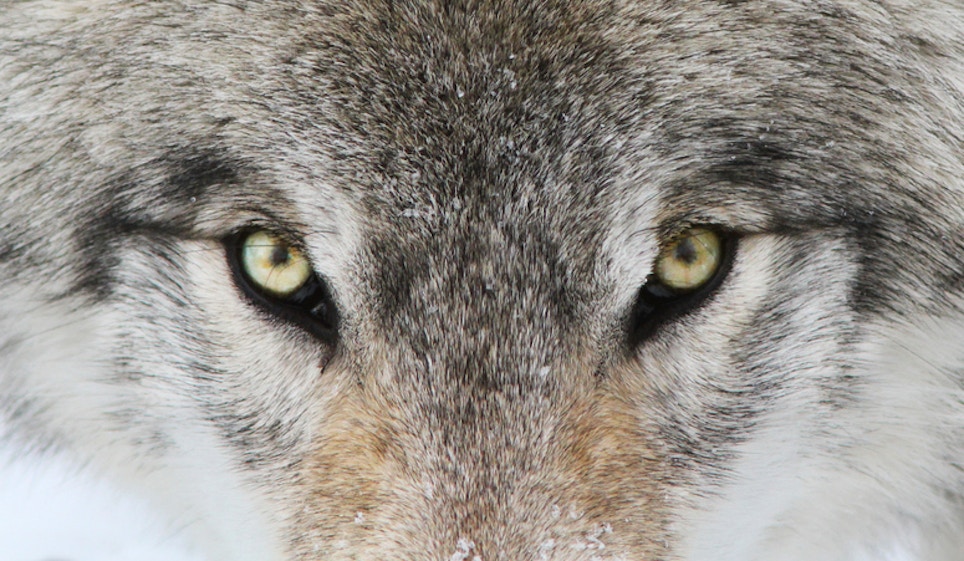 Michigan DNR Seeks Feedback on Wolf Management