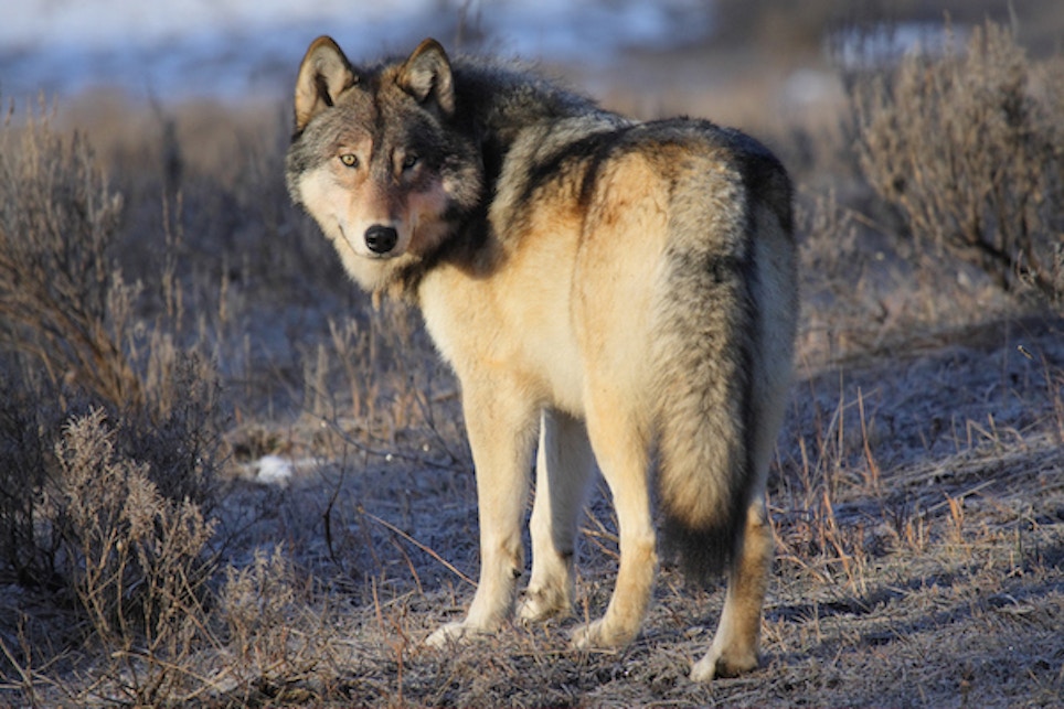 Gray Wolf Killed Near Fremont, Nebraska