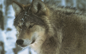 Wolves Relocated to Isle Royale to Control Moose Population