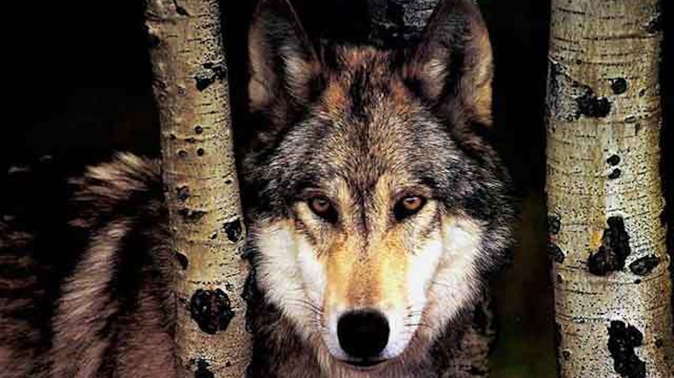 Idaho Expands Opportunities for Hunting Wolves