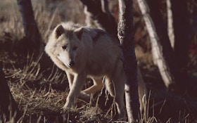 Refresher Course for Wyoming Wolf Reinstatement