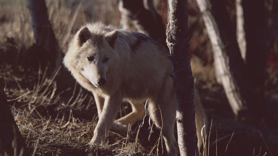 Refresher Course for Wyoming Wolf Reinstatement