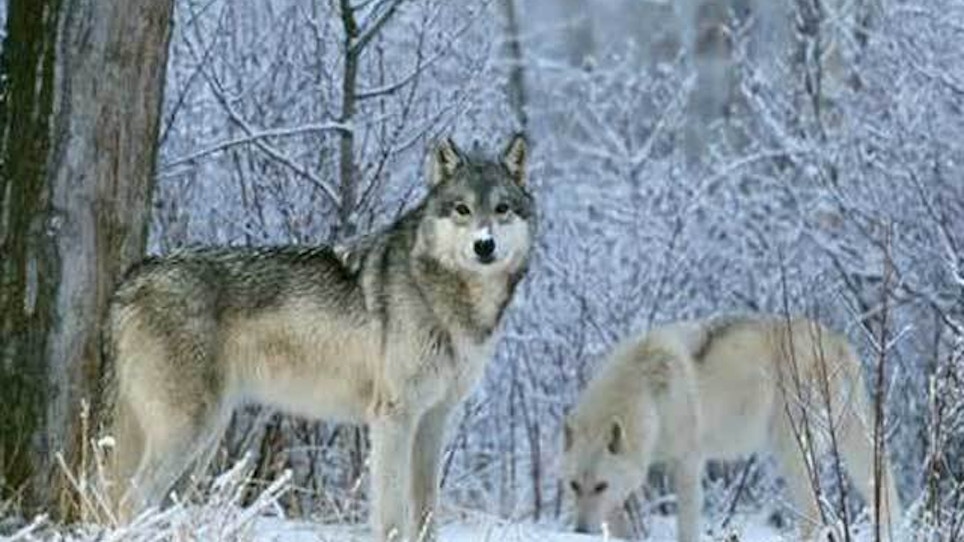 Michigan wolf hunt begins despite protests