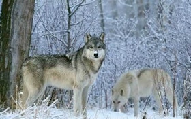Survey Reduces Estimated Michigan Wolf Population