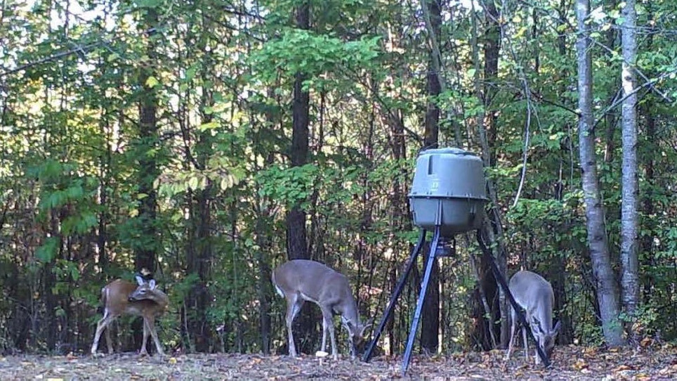 When To Bait Deer With Man-Placed Feed