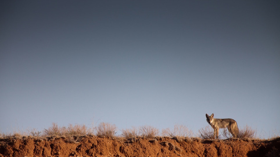 10 proven tips to help you kill more coyotes this season