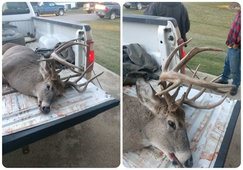 The author passed on this South Dakota drop-tine bruiser because he thought the chance of the buck jumping the string was high. It was killed a week later by a gun hunter.