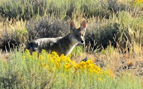 Why That Roaming Pack of Coyotes Could Be a Myth