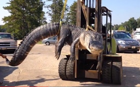 Alabama Hunter Captures Possible World Record Alligator