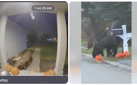 Videos: Whitetail Buck and Bull Moose Eating Pumpkins