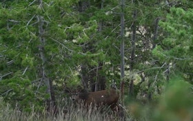 Video: Does This Arrow Hit Two Mule Deer Bucks?