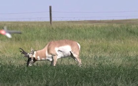 Video: Pronghorn Jumps the String — and Results in a Quick Kill