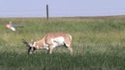 Video: Pronghorn Jumps the String — and Results in a Quick Kill