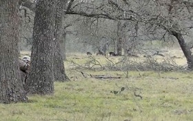 VIDEO: Spot and stalk hog hunting