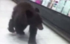 VIDEO: Bear Cub Strolls Through Oregon Drug Store