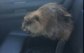 Beaver Creates Traffic Jam In Wisconsin