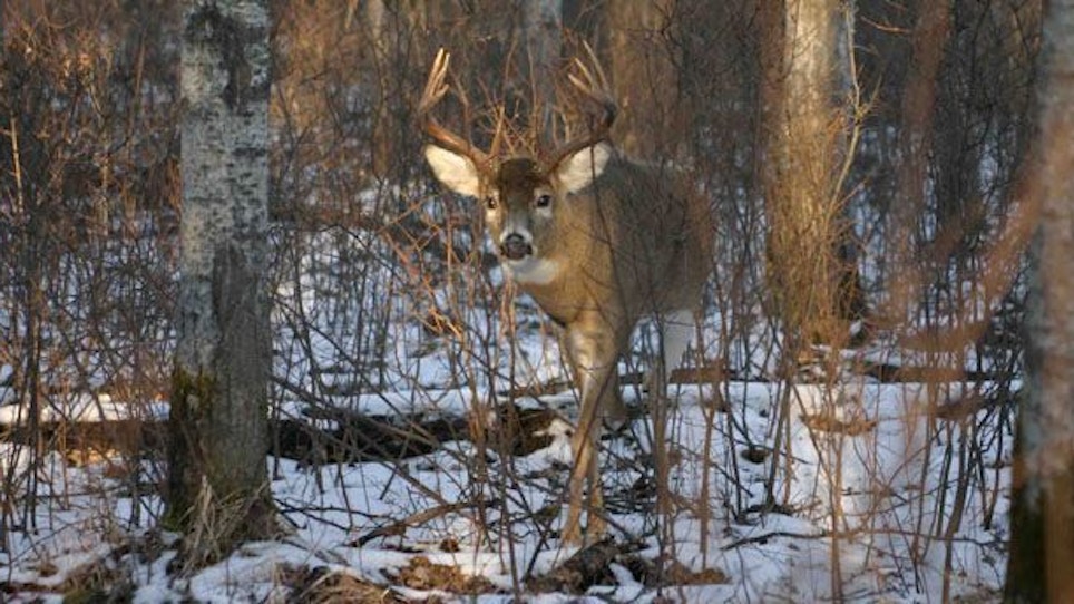 What’s the Perfect Buck-to-Doe Ratio?