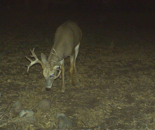 Trail cams can be a fun way to understand what bucks are doing during various stages of the rut. But don’t let the pics drive you crazy with overanalysis. Just hunt.