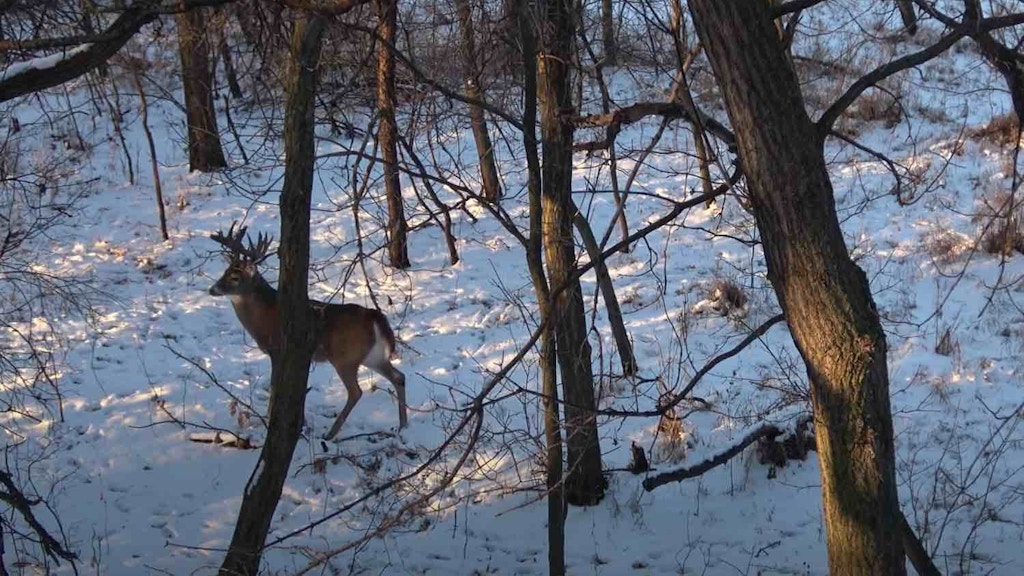 Big Buck Video: ‘This One’s for Grandpa’