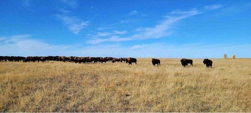 A mixed herd of bison is difficult to approach. Trying to pick out a mature cow (below) can be even more difficult and patience is required.