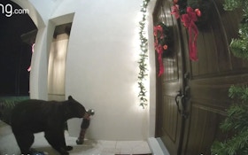 Video: Bear Tears Down Christmas Decorations