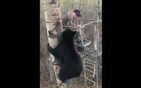 Fun Friday Video: Alberta Black Bear Climbs Youth Hunter’s Ladder Stand