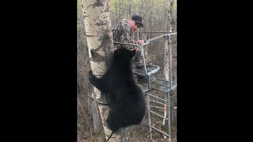 Fun Friday Video: Alberta Black Bear Climbs Youth Hunter’s Ladder Stand