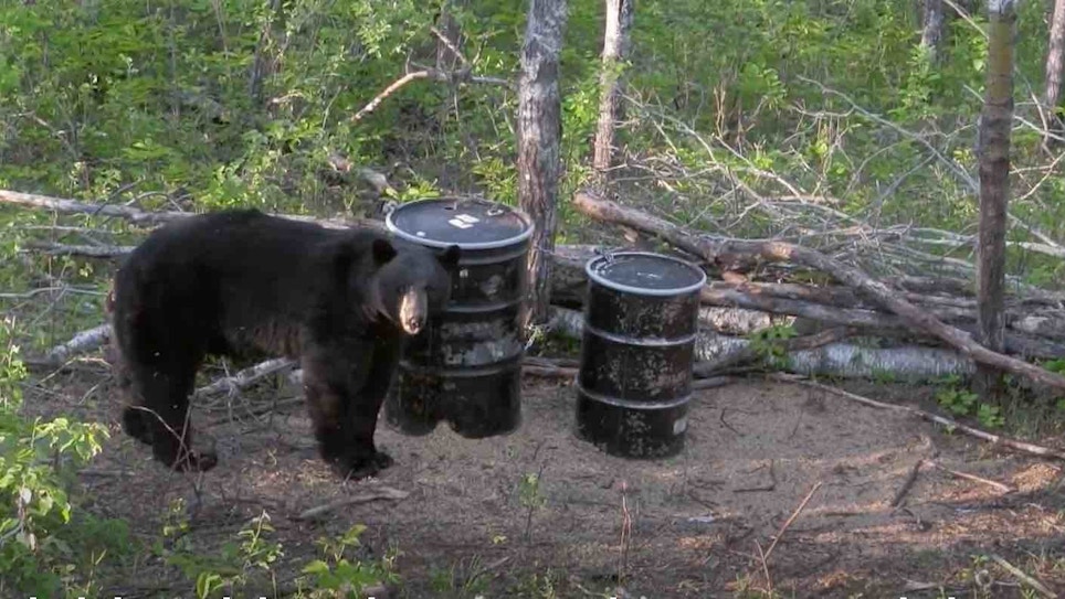 Bowhunting Video: 14-Year Quest for a Boone and Crockett Black Bear