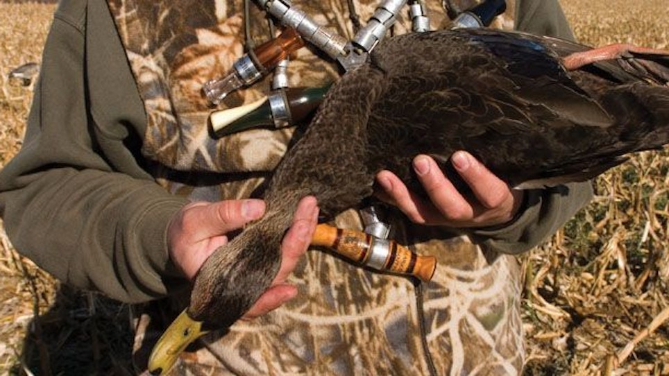Hunting New Brunswick Black Ducks—Part 2