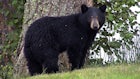 Black Bears Killed and Dumped on Colorado State Trust Land
