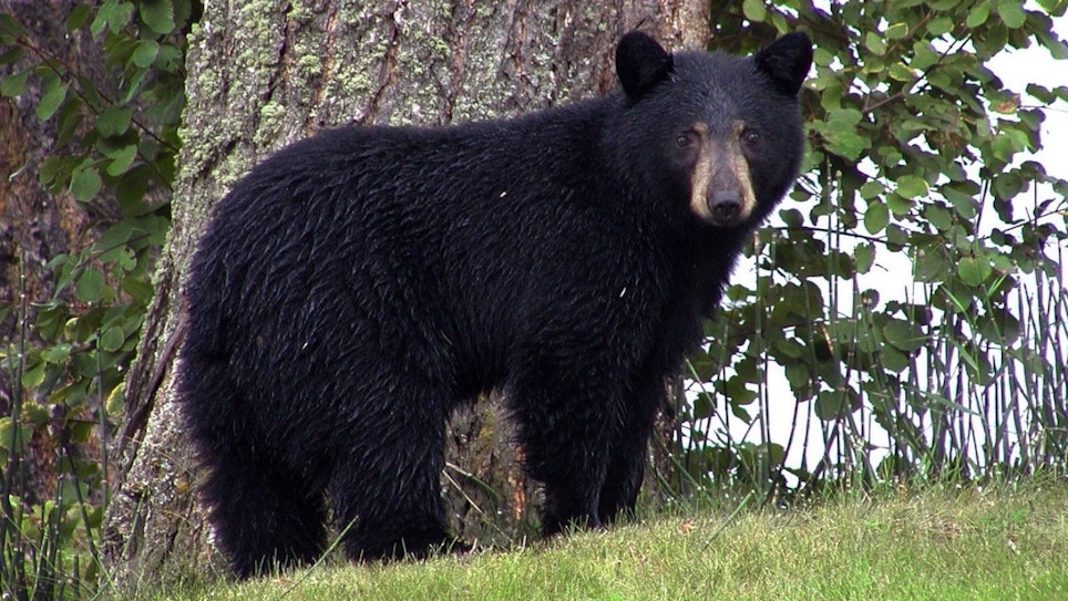Black Bears Killed and Dumped on Colorado State Trust Land