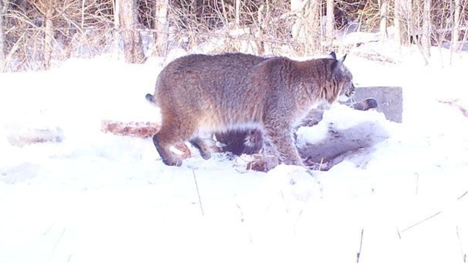 Update! Michigan Bobcat Hunt Part 2