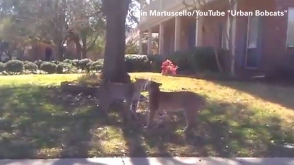 VIDEO-Bobcats battle in suburban Dallas