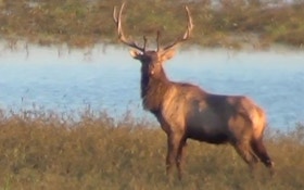 Bowhunting Arizona Elk with Bob Robb