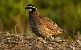 Targeted CRP Practices Can Boost Bobwhite Populations: Study