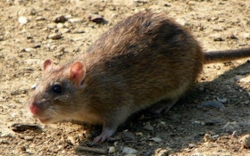 Rats, the World's Varmint for 160 Million Years