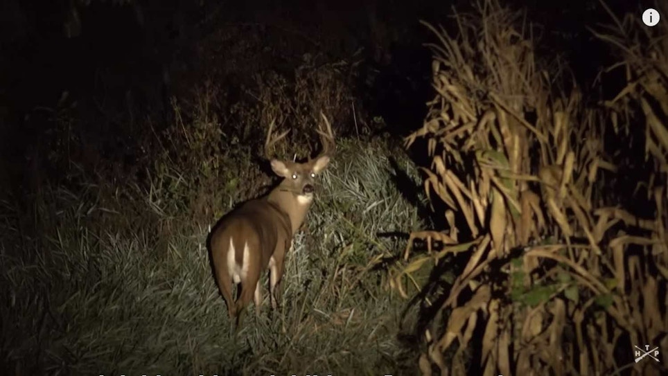 Whitetail Video: Nocturnal Bucks — Fact or Fiction?