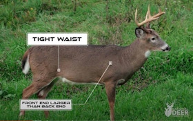 Video: How to Age Whitetail Bucks in the Field (Plus Aging Test)