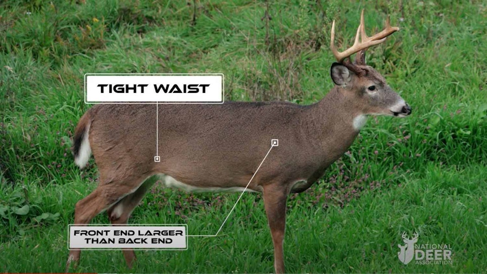 Video: How to Age Whitetail Bucks in the Field (Plus Aging Test)