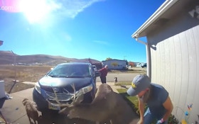 Video: Mule Deer Buck Attacks Woman in Her Driveway