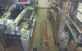 Video: Whitetail Buck Crashes Through Restaurant Window