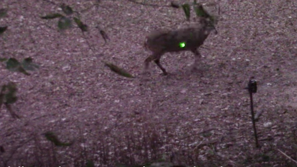 Video: 220-inch Kansas Buck Provides Lesson in Deer Anatomy