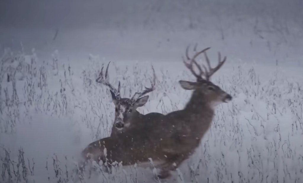 Best Whitetail Hunting Footage — Ever!