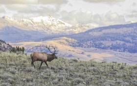 Bowhunting Wilderness Public Land Elk