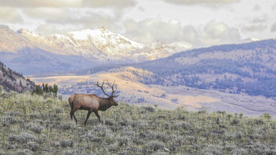 Bowhunting Wilderness Public Land Elk