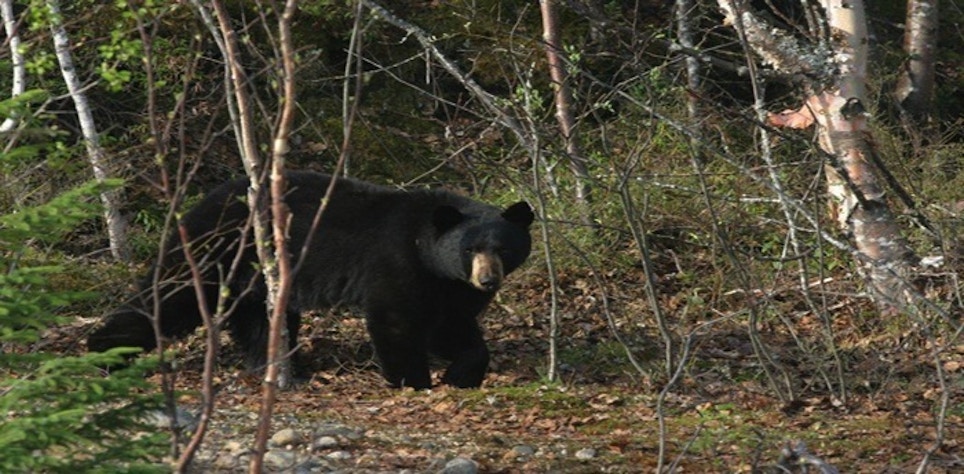 Pennsylvania Sets All-Time Record Bear Harvest