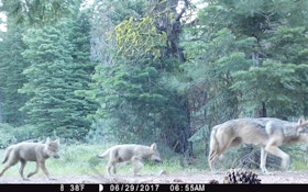 California's Wolf Population Is Multiplying