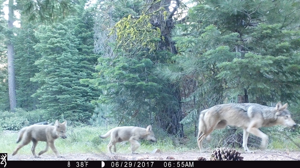 California's Wolf Population Is Multiplying