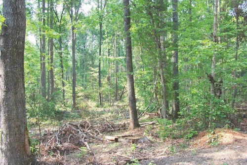 Thinning or clearing stands of mature timber produces more food for all deer, but it also creates better fawning and escape cover.