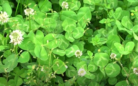 Clover Food Plots: Pros and Cons of Spring vs. Late-Summer Plantings